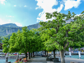 Switzerland, Meiringen, a group of palm trees on the side of a road