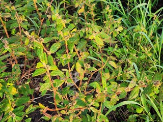 Green Plant with Red Stems Growing Outdoors
