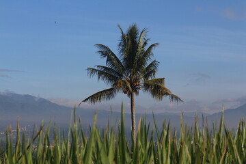 natural scenery of mountains, coconut trees, rice fields.