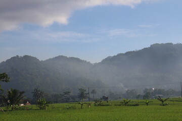 natural scenery, rice fields, plantations, mountain hills.