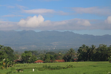 natural scenery, rice fields, plantations, mountain hills.