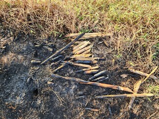 Burnt Wood Remains on Dry Grassy Ground