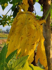 Yellow Papaya Leaf with Spots and Damage in Sunlight