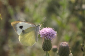 butterfly on flower