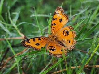 Orange Butterfly on Dewy Green Grass