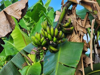 Green Bananas on a Tree Outdoors