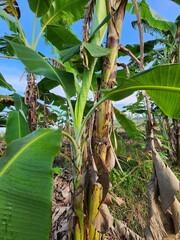 Banana Plant Close Up, Lush Green Leaves and Trunk Against Bright Blue Sky