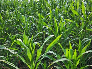 Lush Green Plants in a Field