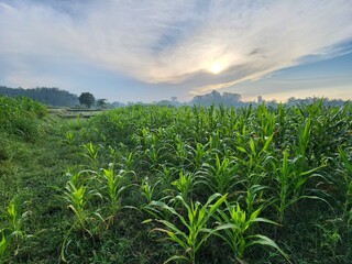 Vibrant Green Cornfield at Sunrise