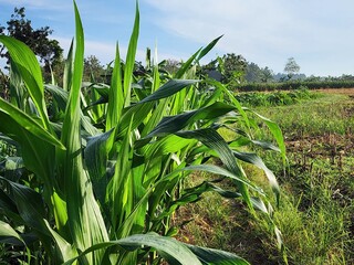 Lush Green Corn Plants in a Sunny Field