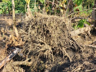 Pile of Dried Brown Roots on the Ground