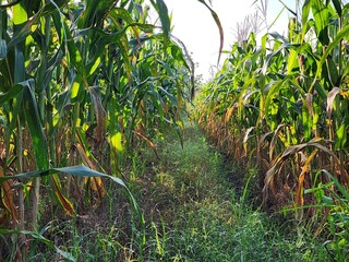 Pathway Through Lush Green Cornfield During Summer Day