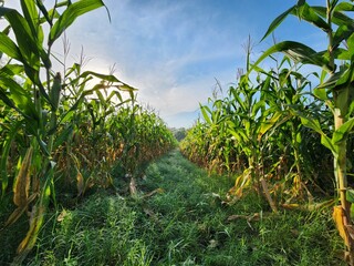 Lush Green Cornfield at Sunrise