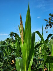 Lush Green Corn Plant Against a Bright Blue Sky