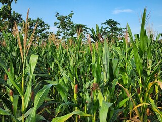 Lush Green Cornfield Under a Sunny Sky