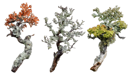 Three lichen specimens, various colors, attached to branches