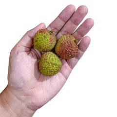 hand holding fresh and ripe green lychee fruit isolated on white
