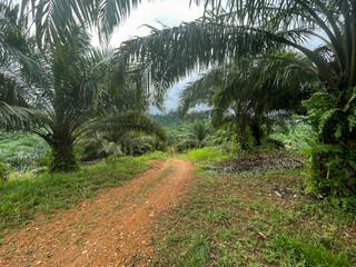 footpath in the middle of the palm oil plantation
