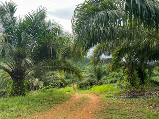 footpath in the middle of the palm oil plantation