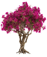 Vibrant pink bougainvillea tree isolated on transparent background