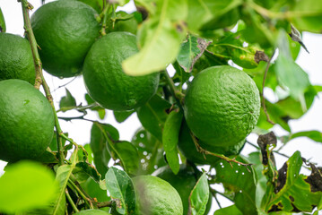 Leaves and fruits of kaffir lime, Bergamot fruit, Green limes on a tree Fresh lime citrus fruit high vitamin C in the garden