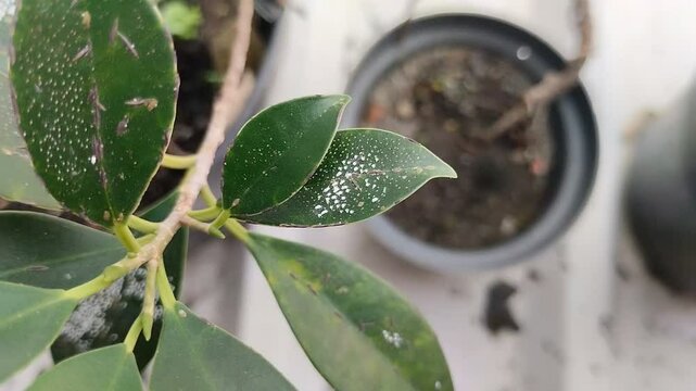 mealybugs on plant leaves. Mealybugs attack plants when the environment is high in humidity