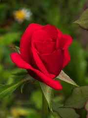 Bright Red Rosebud Unfurling in a Lush Garden