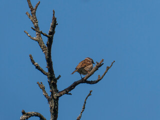 Eurasian Tree Sparrow on a Dry Tree Branch Against Blue Sky
