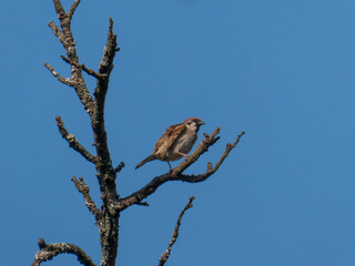 Eurasian Tree Sparrow Perched on a Barren Branch Against a Blue Sky