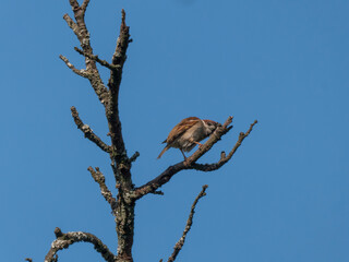 Eurasian Tree Sparrow Perched on Bare Tree Branches