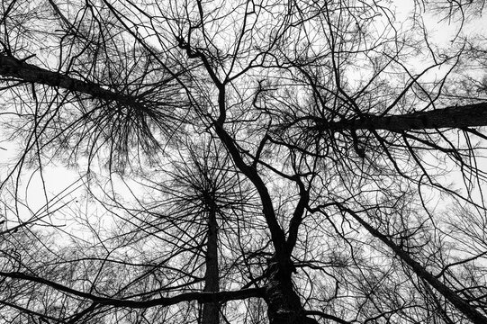 Tree branches isolated on white background. Dead tree without leaves. Black trees silhouettes on sky background. Bare branches trees in winter. Branch pattern texture.