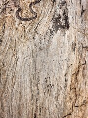Close up of brown bark tree