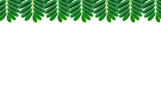 tamarind leaf Christmas tree border png - Powered by Adobe