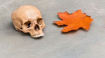 Human skull and autumn leaf on a gray surface with no transparency