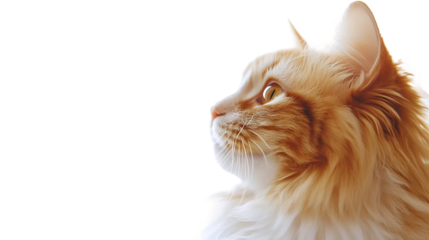 Fluffy Orange Cat Gazing Away