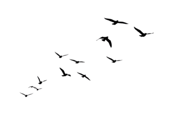 Flock of Birds in Flight A Minimalist Black and White Illustration