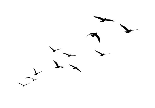 Flock of Birds in Flight A Minimalist Black and White Illustration
