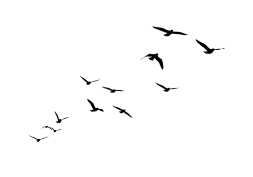 Flock of Birds in Flight A Minimalist Black and White Illustration