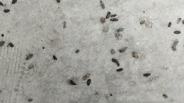 Rat droppings. rat droppings can cause various diseases