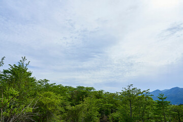 秘密の入り口 - 森の奥に隠された.希望の小道