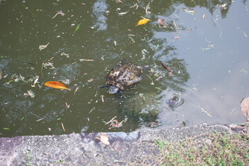 A lone turtle glides gracefully beneath the clear surface of the river, its shell patterned and shimmering in the dappled sunlight. The water flows gently around it, creating a calm, almost meditative