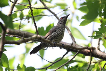 Asian glossy starling (Aplonis panayensis) is a species of starling in the family Sturnidae.This photo was taken in Japan.