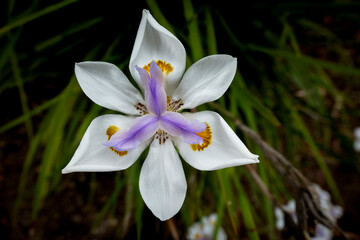 Close-up of Springtime flower in natural setting 