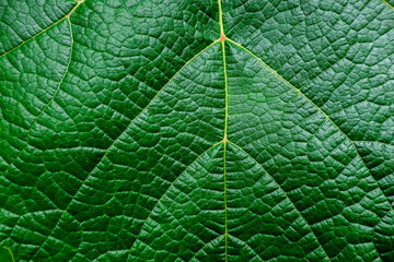 Macro details of a ripe grape leaf during Springtime