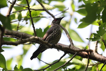 Asian glossy starling (Aplonis panayensis) is a species of starling in the family Sturnidae.This photo was taken in Japan.