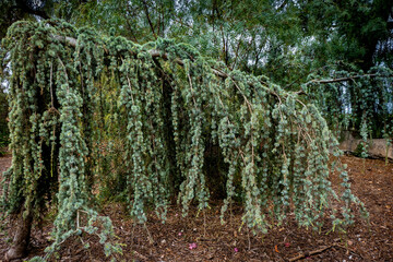 Large thick tree hangs beautifully in a forest setting 