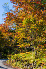 Fototapeta premium 日本の風景・秋 紅葉の乗鞍高原