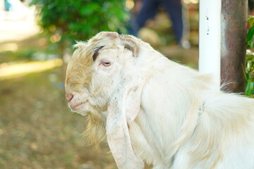 A white male goat looking at the camera with a blurred background