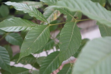 A close-up view of lush, healthy green compound leaves. The distinct oval shape and prominent...