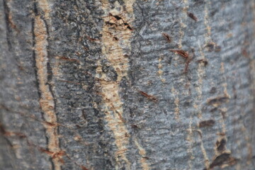 A detailed close-up of tree bark texture, featuring a striking pattern of dark gray and vertical reddish-brown lines. This natural surface provides a rugged and organic background.